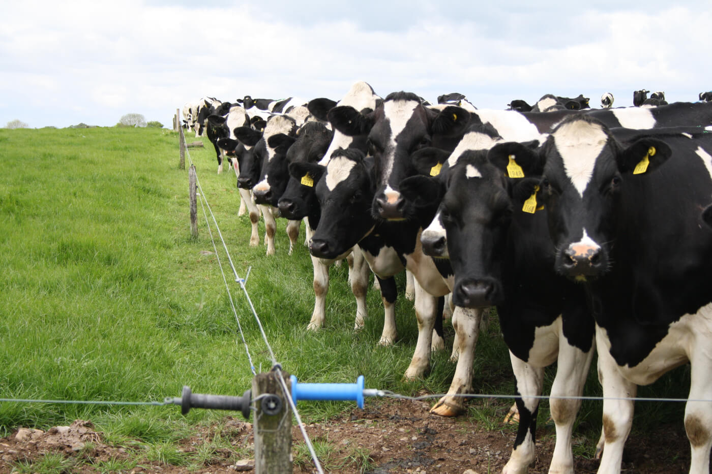 Cows Genetics in Kenya - Geneplus Global LTD