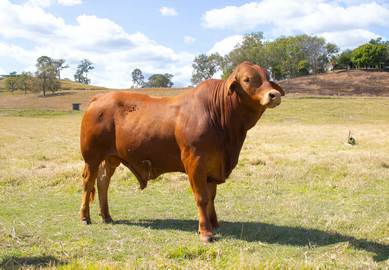 Boosting Beef Profits: The Power of Genetics in African Livestock