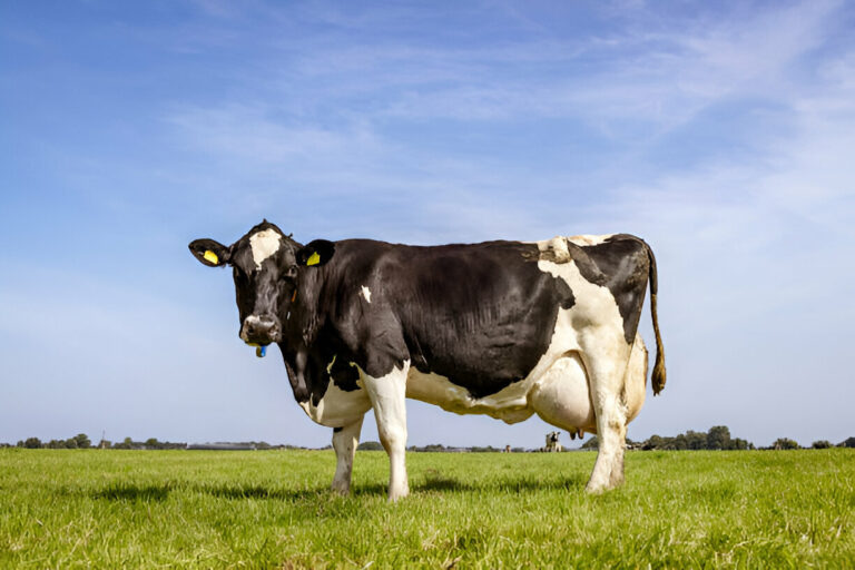 Unleashing Dairy Potential: The Power of Genetics in Africa