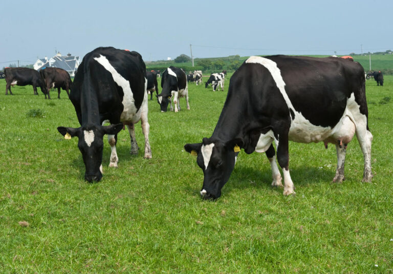 Complete Guide to High-End Dairy Genetics in Kenya: Boosting Milk Production with Superior Breeding